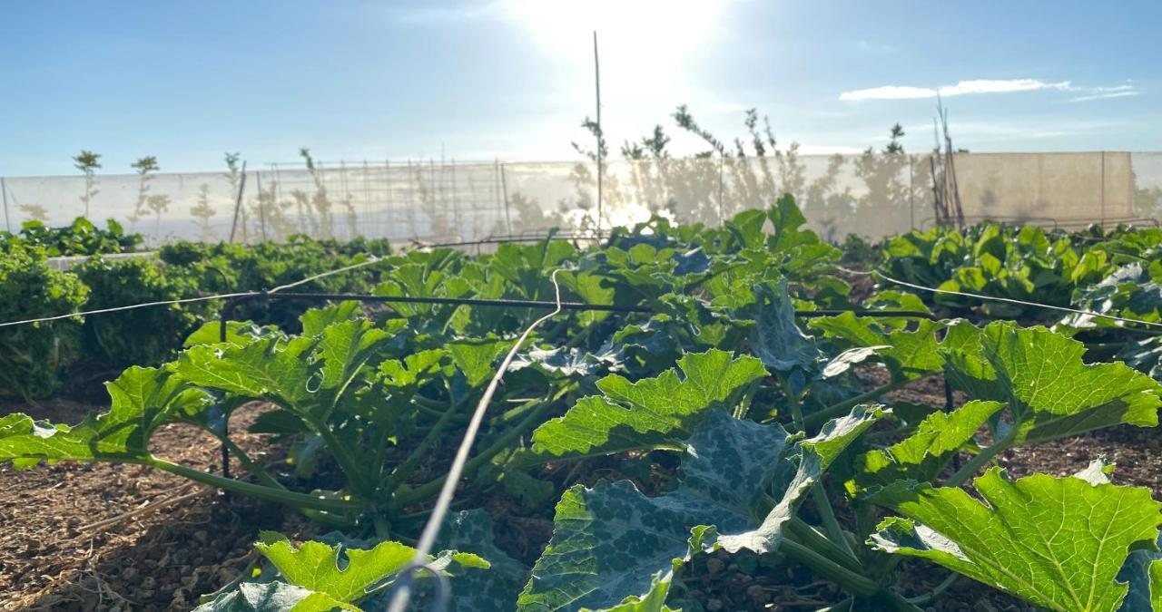 Finca Gaia La Segunda Guía de Isora Εξωτερικό φωτογραφία
