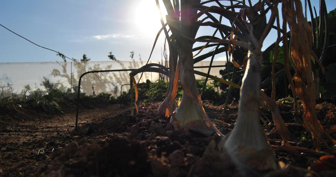 Finca Gaia La Segunda Guía de Isora Εξωτερικό φωτογραφία