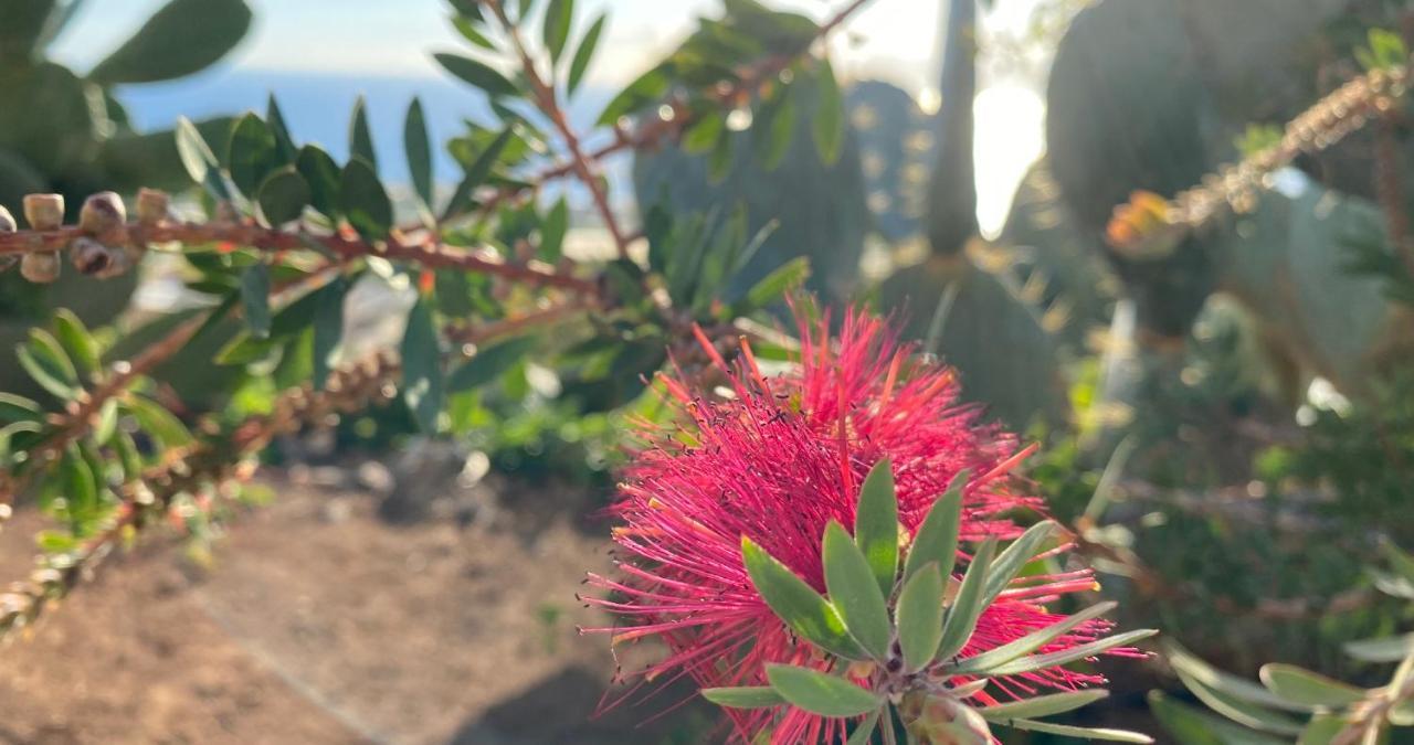Finca Gaia La Segunda Guía de Isora Εξωτερικό φωτογραφία