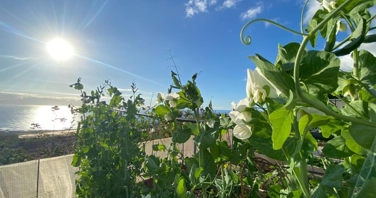 Finca Gaia La Segunda Guía de Isora Εξωτερικό φωτογραφία