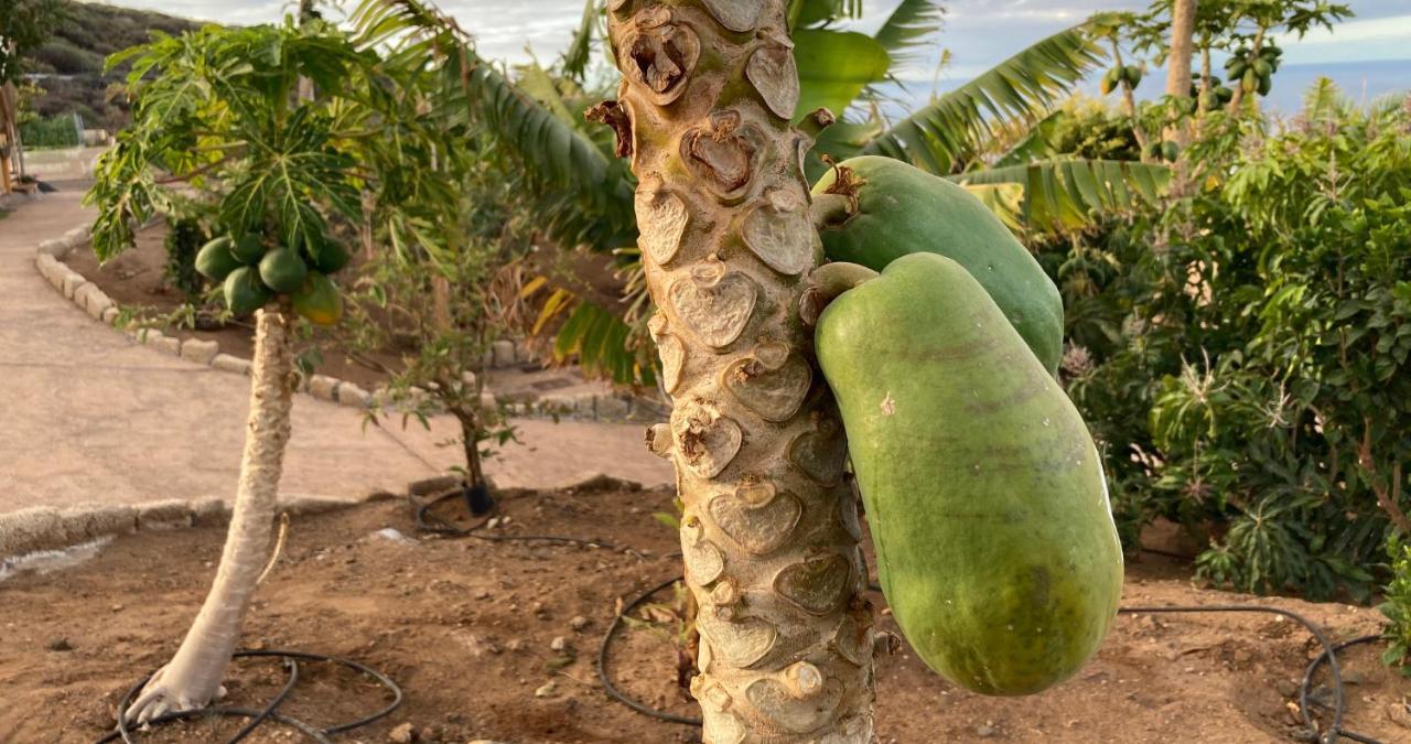 Finca Gaia La Segunda Guía de Isora Εξωτερικό φωτογραφία