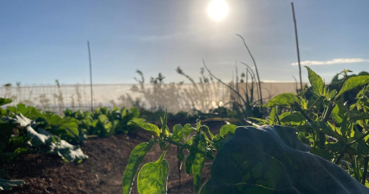 Finca Gaia La Segunda Guía de Isora Εξωτερικό φωτογραφία